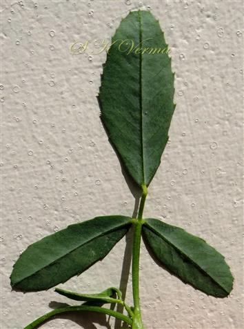 Leaf (Abaxial view)